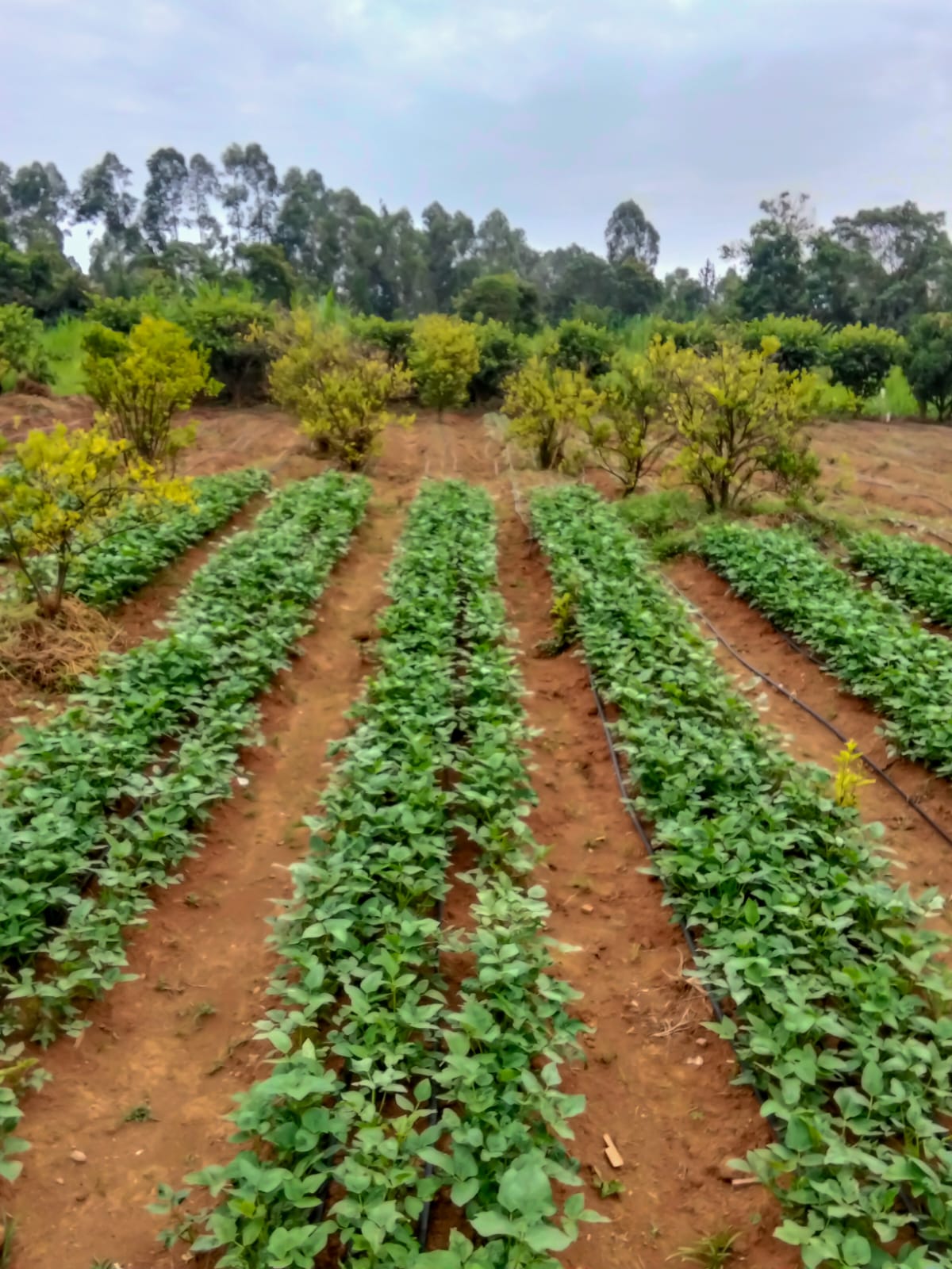 Organised rows of leafy vegetables on a farm