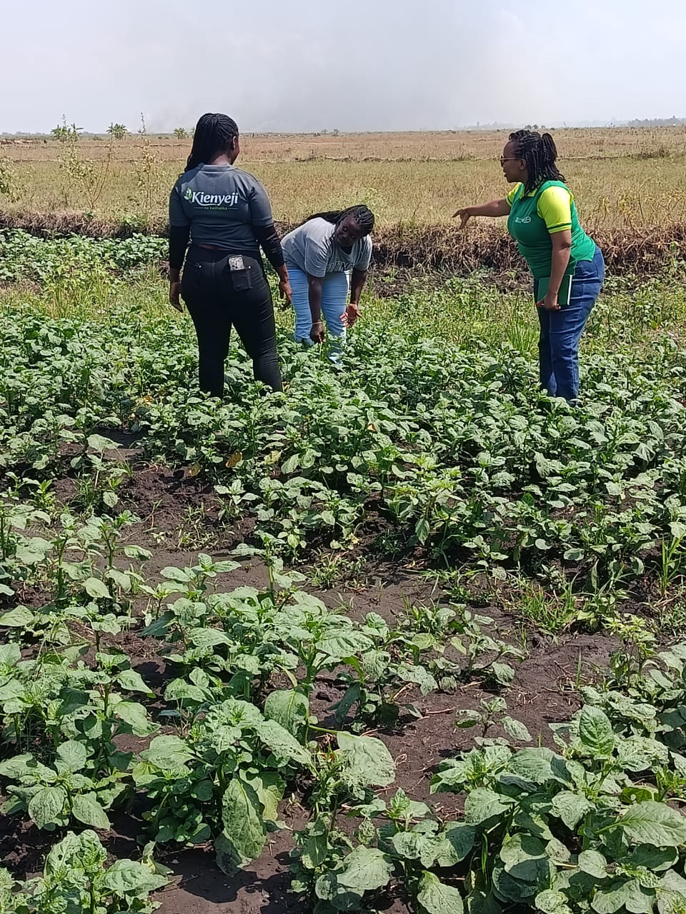 Kienyeji team reviewing leafy vegetables in the field